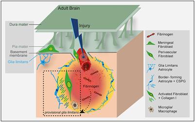 Fibrinogen: connecting the blood circulatory system with CNS scar formation